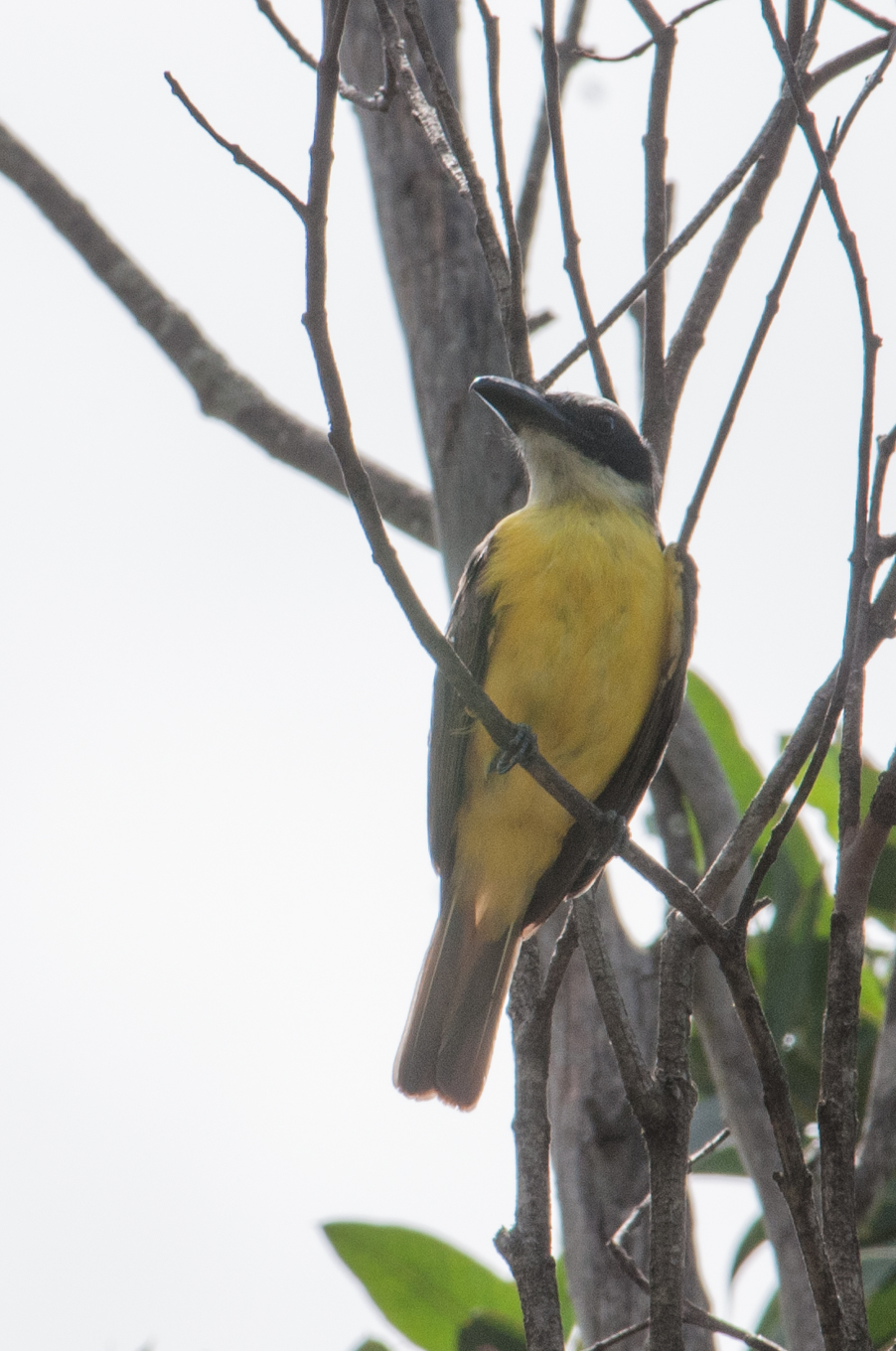 Megarynchus pitangua image