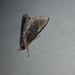 Ercheia