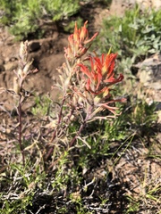 Castilleja linariifolia