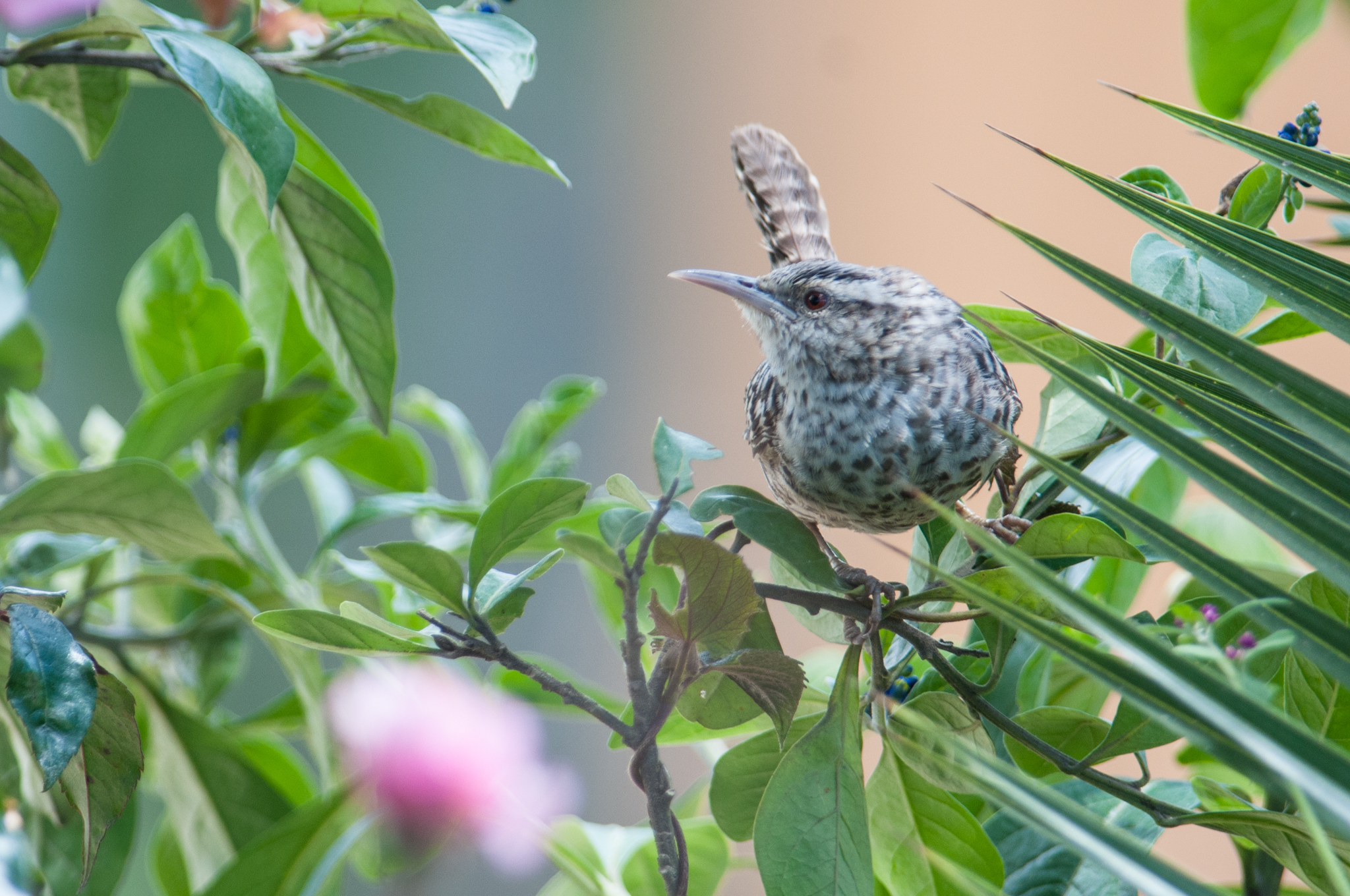 Campylorhynchus fasciatus image