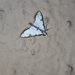 Cirrhochrista brizoalis