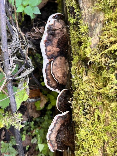 Ganoderma brownii