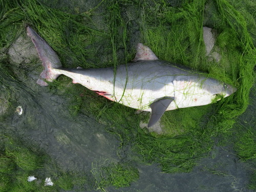 Lamna ditropis