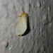 Lymantriinae