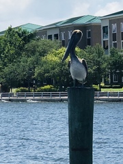 Pelecanus occidentalis