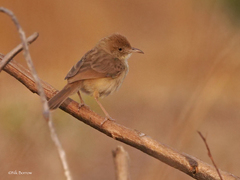 Cisticola guinea