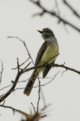 Myiarchus phaeocephalus