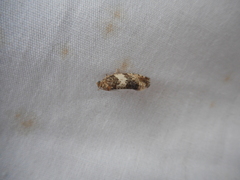 Olethreutes fasciatana