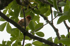 Pachyramphus spodiurus