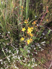 Hypericum pulchrum