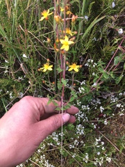 Hypericum pulchrum