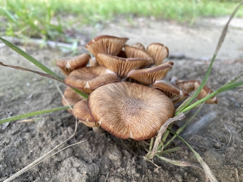 Desarmillaria tabescens