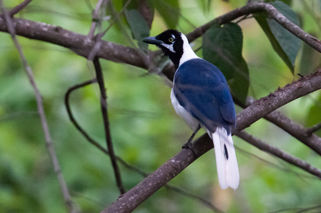 White-Tailed Jay
