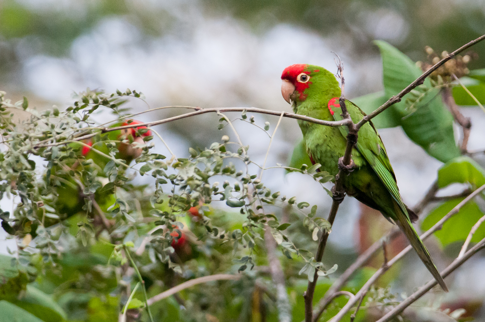 Aratinga erythrogenys image