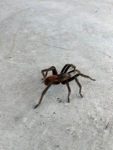 Metriopelma breyeri