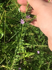 Lythrum alatum lanceolatum
