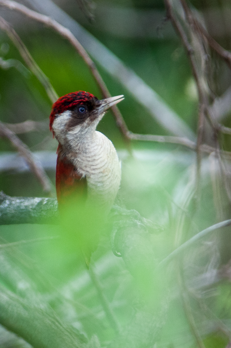 Veniliornis callonotus image