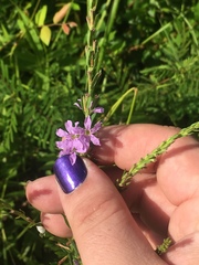 Lythrum alatum lanceolatum