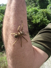Dolomedes schauinslandi
