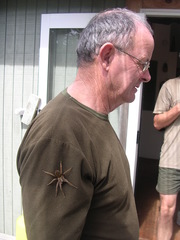 Dolomedes schauinslandi