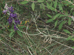 Delphinium cyphoplectrum