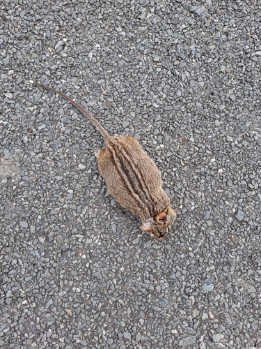 Xeric Four-striped Grass Rat