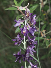 Delphinium cyphoplectrum