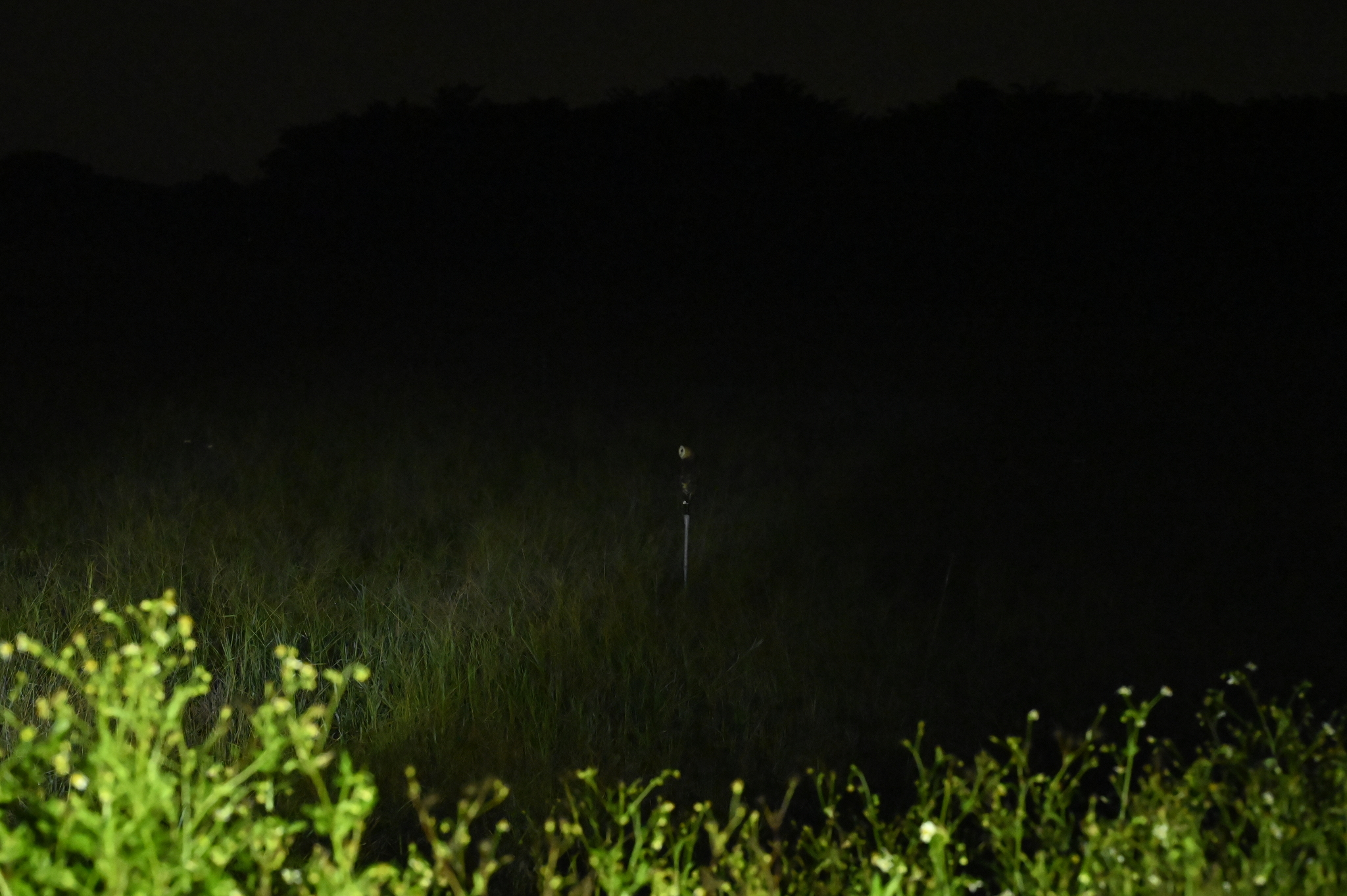 Eastern Grass Owl