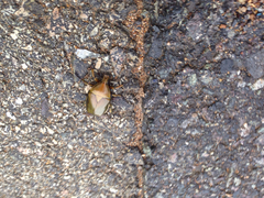 Pseudotorynorrhina japonica