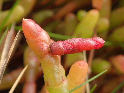 Glasswort Case-bearer