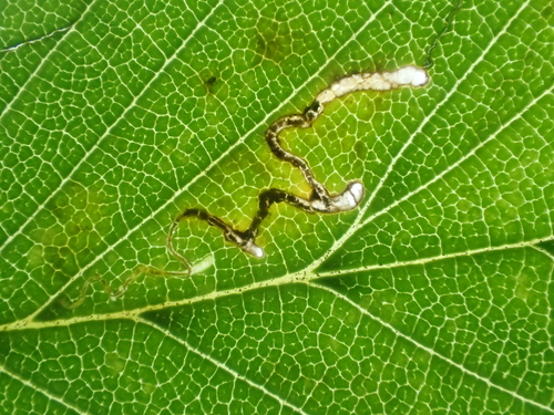 Elm Bent-wing