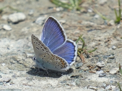 Polyommatus escheri