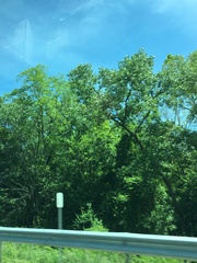 Populus deltoides deltoides