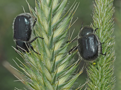 Anisoplia