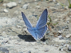 Polyommatus escheri