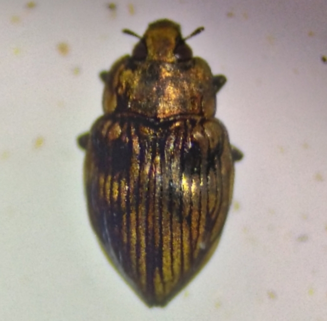 Ytu