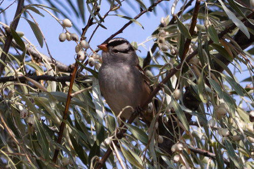 White-crowned Sparrow photographed in Wyoming