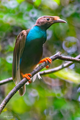 Standardwing photo 2