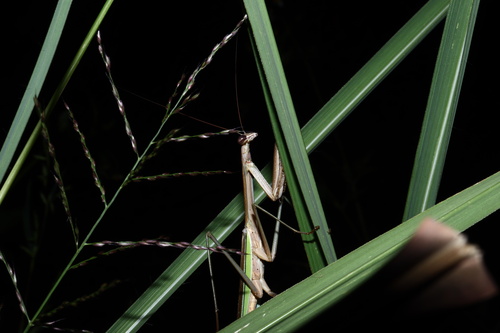 Chinese Mantis