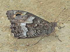 Hipparchia pellucida