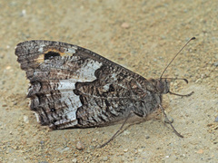 Hipparchia pellucida