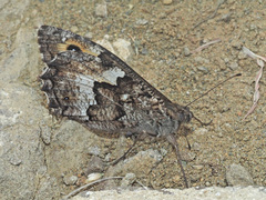 Hipparchia pellucida