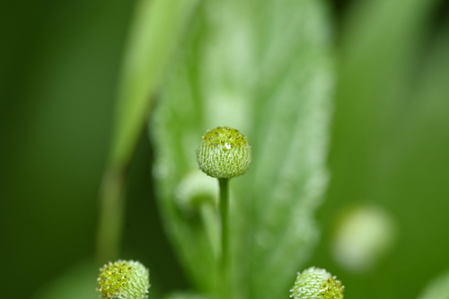 Image of Dichrocephala integrifolia by (c) 曾昱承 Yu-Cheng Zeng, some rights reserved (CC BY)
