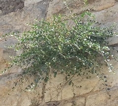 Capparis zoharyi