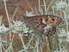 Hipparchia pellucida