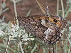 Hipparchia pellucida
