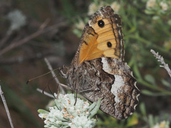 Hipparchia pellucida