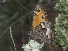 Hipparchia pellucida