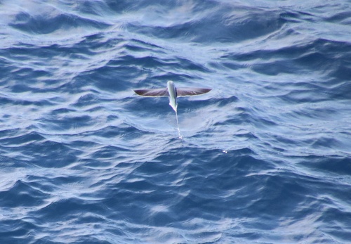 Bearded flyingfish (Cheilopogon cyanopterus) — Exocoetidae