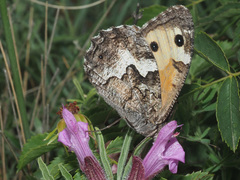 Hipparchia pellucida